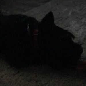 Meet your Posher, Lindsey